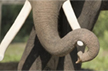 Farmer killed in elephant attack in Chikkamagaluru
